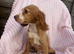 Last boy left golden cocker spaniel