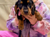 4 gorgeous miniature dachshund puppies