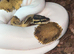 Ball pythons for sale