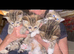 Beautiful TICA reg Golden tabby British shorthair