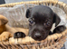 Jack russel puppies