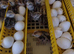 Quail chicks
