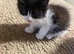 Fluffy black and white kitten