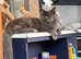 Beautiful mainecoon x ragdoll male