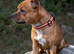 Red Staffordshire bull terrier STUD