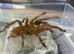 OBT USAMBARA Orange, P MURINUS