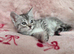 Bengal Cross Maine Coon Kittens Ready Now