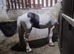 Unhandled 2 year old colt