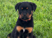 Rottweiler Pups -READY TO GO!  CHAMPION BLOODLINE & KC REGISTERED
