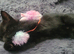 lovely kitten boy  looking for a new home