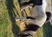 2 year old colt