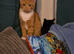 Ginger boy