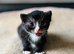 British short haired kittens