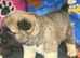 Quality KC registered American Akita Puppies