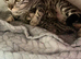 BENGAL  KITTENS, TICA REGISTERED