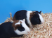 Guinea pigs
