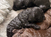 Cockapoo 1 brown boy 2 black girls ready to leave 16th September