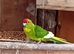 Stunning kakariki's