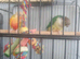 Pine apple semi tamed conurs