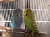 2 beautiful budgies really friendly