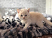 British shorthair Boy