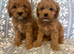 Cavapoo puppy's