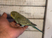 Baby budgies for sale £40 each collection mk404nn