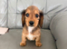 Miniature long haired dachshund