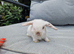 Mini lop babies ready now