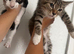 Kittens for sale!