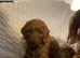 Cockapoo puppy