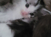 Mainecoon x Ragdoll/persian kitten