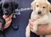 PUPPIES