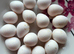Bobwhite eggs for sale