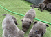 Blue German shepherd puppies