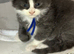 Pure Maine Coons Kittens