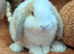 Mini lop doe