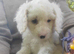 Cavapoo poo's