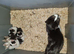 Kittens farm