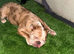 Kali is a Olde English bulldogs