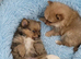Pomeranian puppies