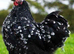 Pekin bantams youngsters