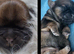 Shih tzu puppys