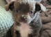 Beautiful long haired puppies for sale