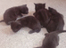5 kittens fo sale