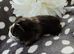 5 Boars available