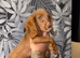 5 cocker spaniel puppies
