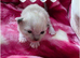 RAGDOLLS KITTENS /Reservation Open.