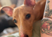 Bull lurcher female