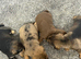 Schnoxie pups ,